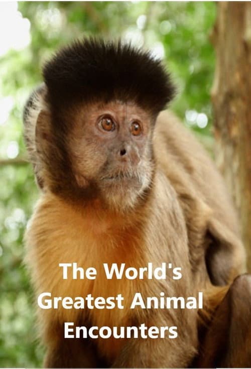 World's Greatest Animal Encounters (2020) poster
