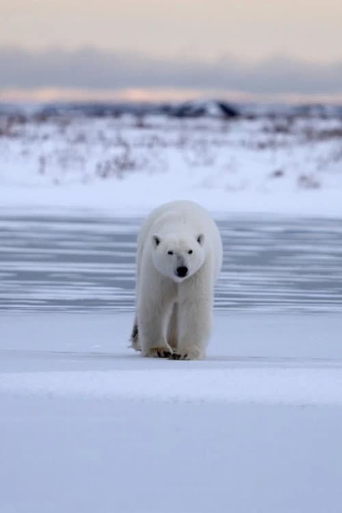 Polar Bear Country poster