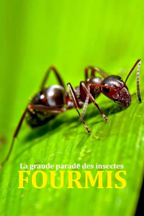 Fabulous Insects - Ants poster